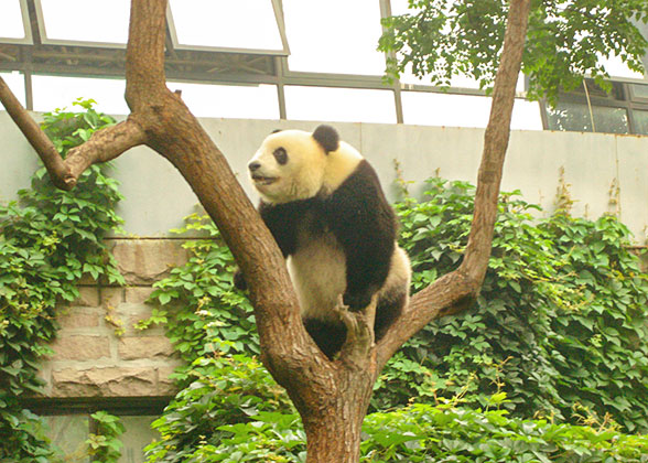 Beijing Zoo, Panda House – With 5,000 Animals in 450 Species