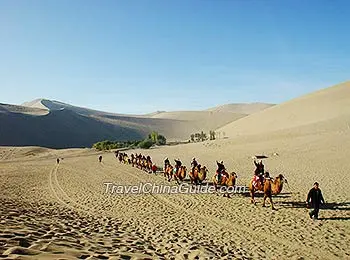 Modern Camel Train