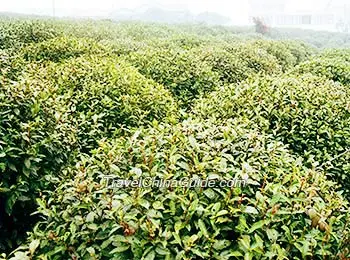 Tea garden