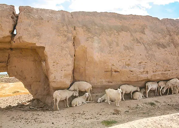 Sheep destroy the foot of Great Wall