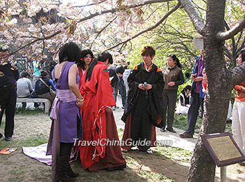 Sakura Festival in Qinglong Temple