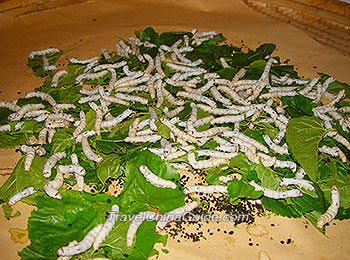 Silkworms 