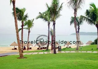 Coconut trees beside the sea