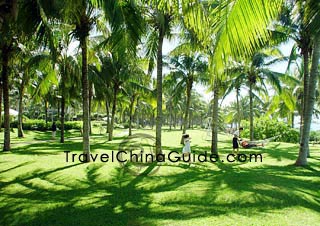 Coconut Trees in Haikou