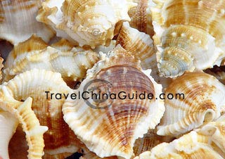 Beautiful shells for sale