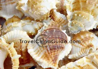 Beautiful shells for sale