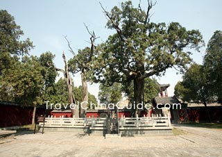 Venerable tree in Dai Temple