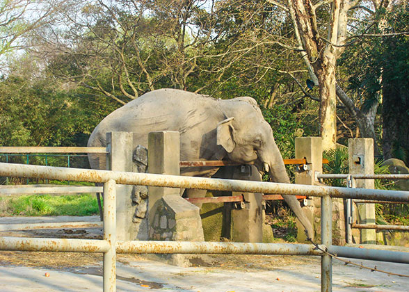 Elephant in Shanghai Zoo
