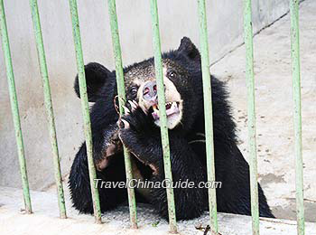 Black Bear in Lou Guan Tai, Xi'an