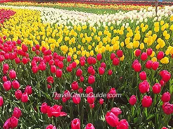 Tulips in Xi'an Botanical Garden