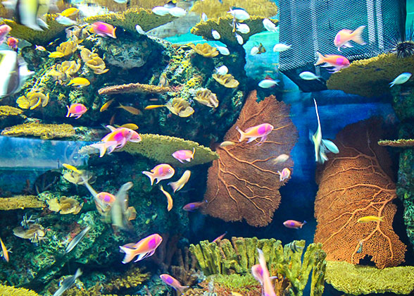 Shanghai Ocean Aquarium 
