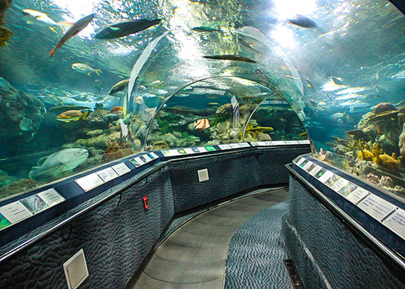 Shanghai Ocean Aquarium 