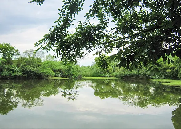 Hangzhou Xixi Wetland