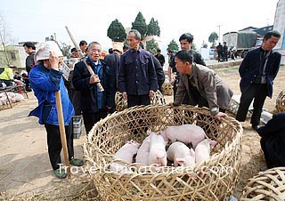 Piglets sold at Sunday Market 