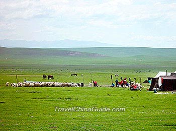Grassland around Qinghai Lake 