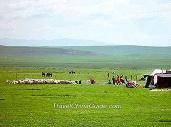 Grassland around Qinghai Lake 