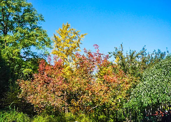 Red Leaves