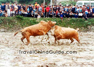 Bullfight Festival of Miao