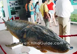 Chinese Sturgeon Museum, Yichang 