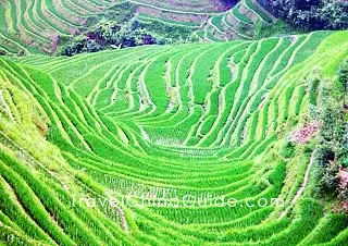 Dragon's Backbone Rice Terraces