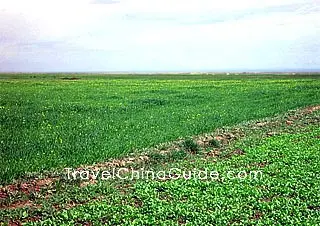 Jinyintan Prairie, Haibei