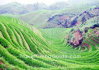 Dragon's Backbone Rice Terraces, Longsheng