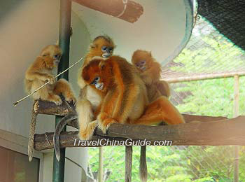 Golden Monkeys in Lou Guan Tai