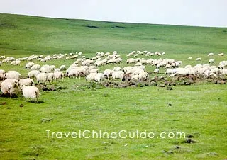 Grassland around Qinghai Lake 