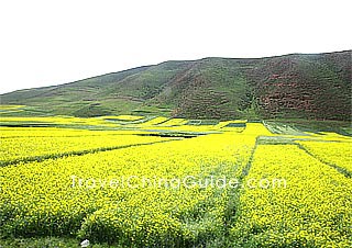 Mid-June is the season of cole flowering in Menyuan County