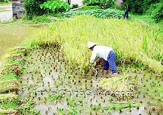 Local farmers harvest the rice 
