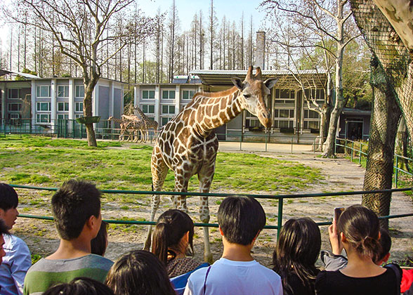 Shanghai Wild Animal Park: How to Get There, Show Time