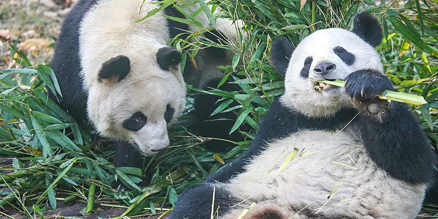 Wolong Panda Reserve