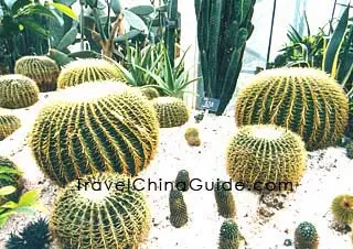 Cactus in the Greenhouse 