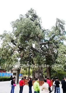 Cypress planted by Huangdi