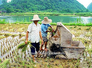 Rice Paddy along Yulong River