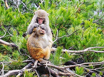 Monkeys, Zhangjiajie 