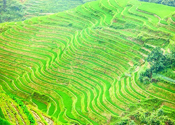 Dragon''s Backbone Rice Terraces, Longsheng