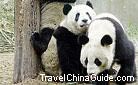 China Panda Photos
