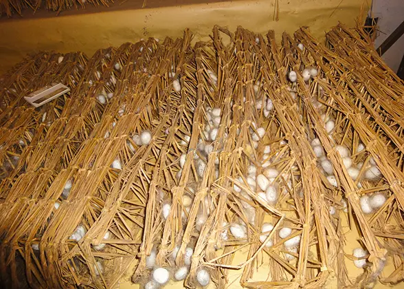 Cocoons in Silk Museum