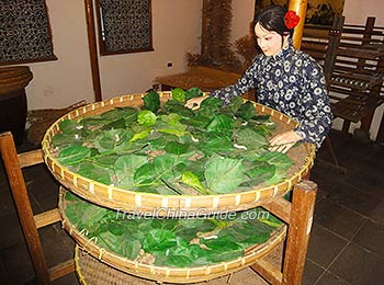 Model of Silkworm Breading