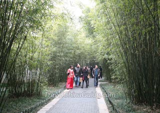 Bamboos in Ge Garden