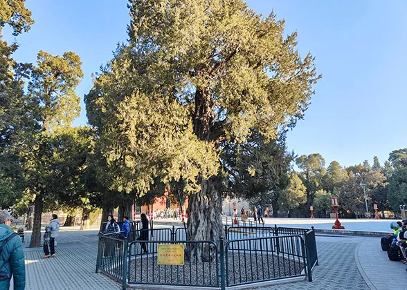 Nine-Dragon Cypress in Temple of Heaven