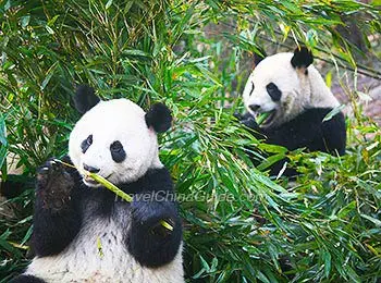 Pandas Playing Together