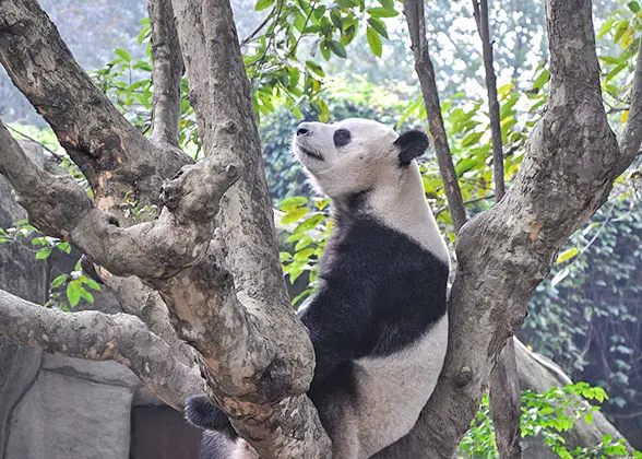 Top Wildlife Sanctuaries in China - Wolong Panda Base Purpose and history