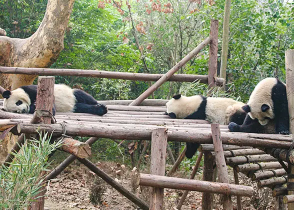 Gaint Pandas in Wolong