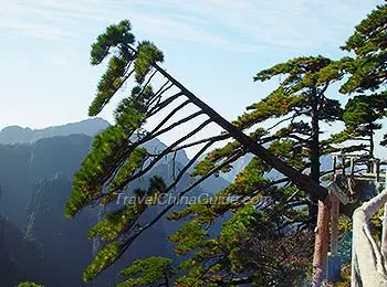 Strange Pines on Huangshan