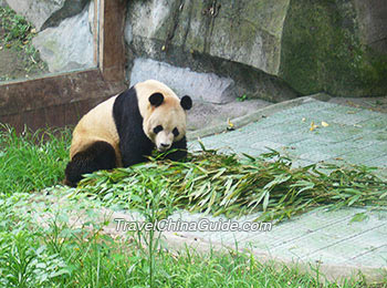 Cute Giant Panda in the Zoo