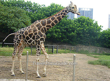A Giraffe in Chongqing Zoo
