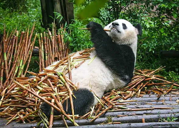 Panda in Breeding Center