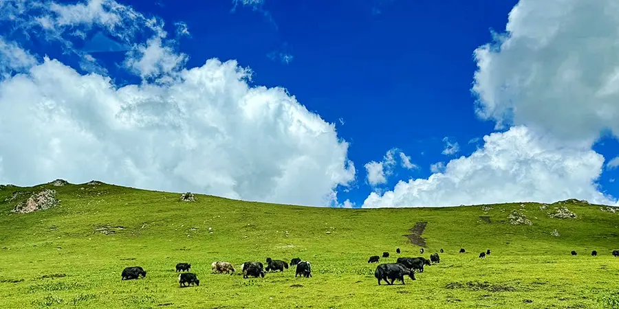 Ruoergai Grassland, Aba, Sichuan